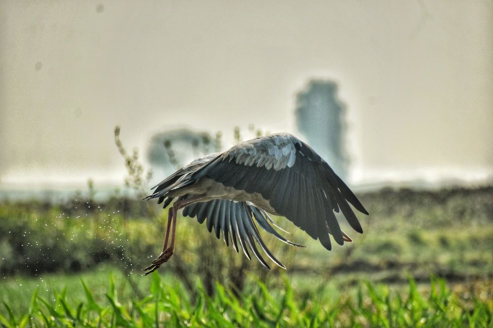 Photograph by Sayan Das