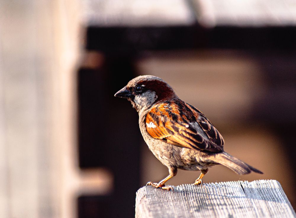 Photograph by Алексей Патрушев