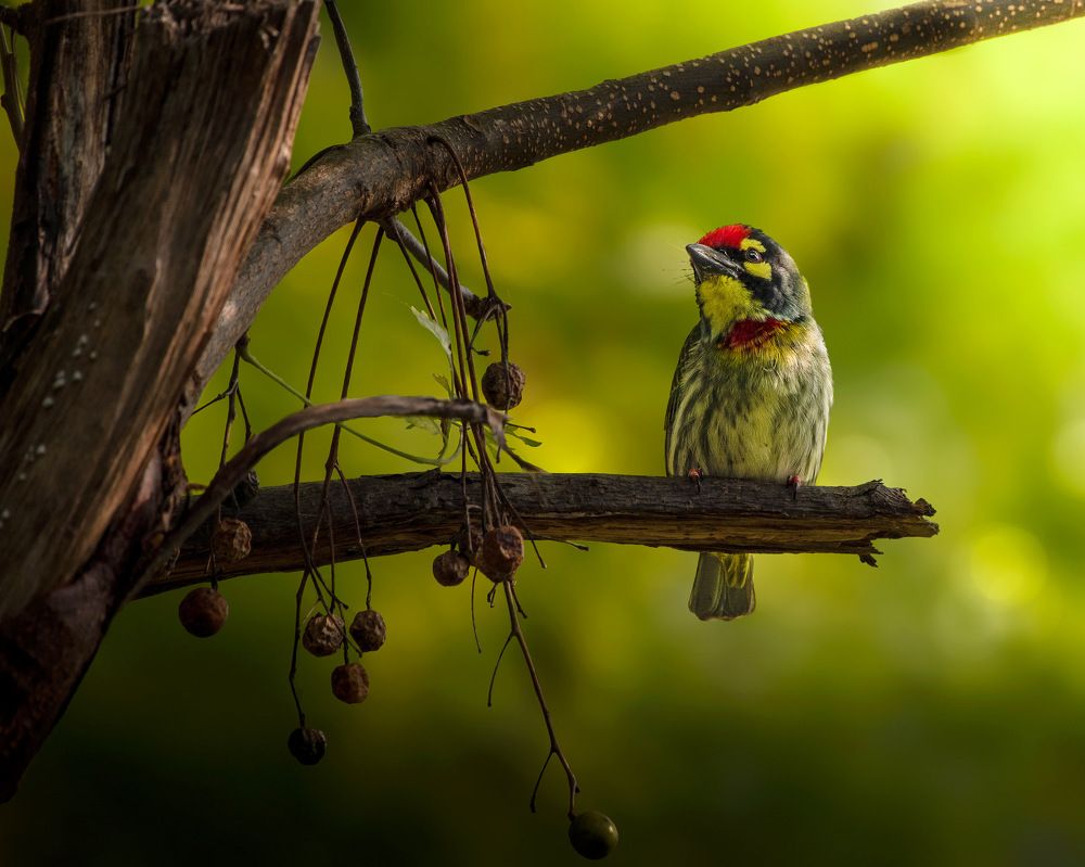 Photograph by Shashwat Shaurya