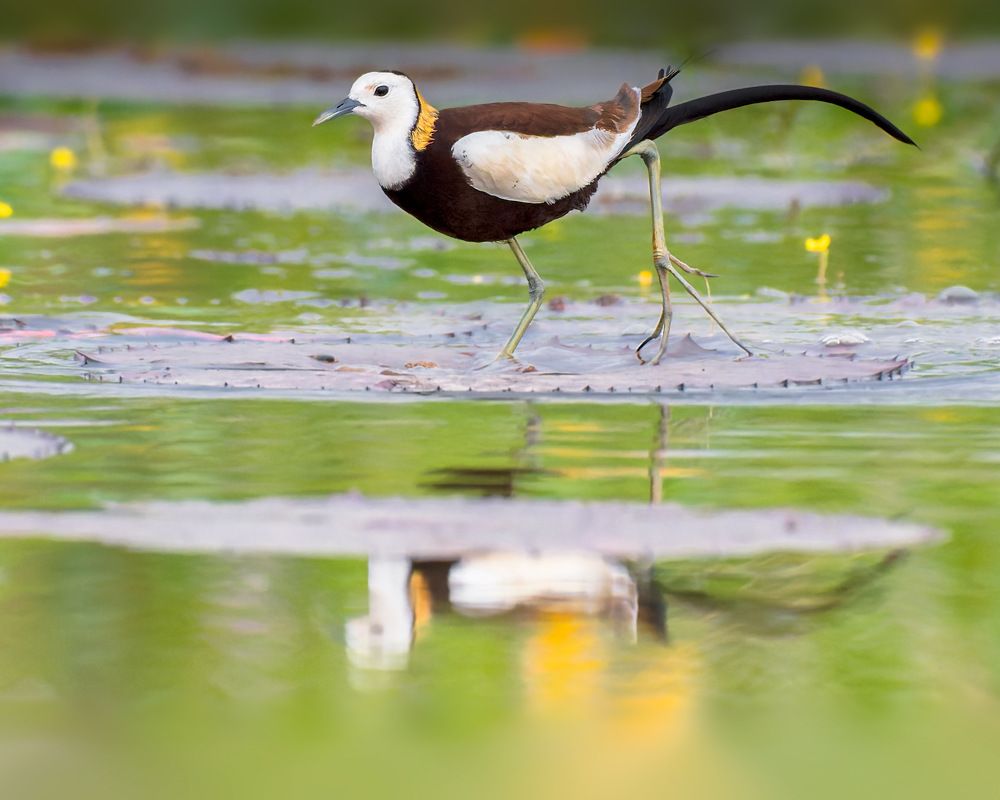 Photograph by Shashwat Shaurya