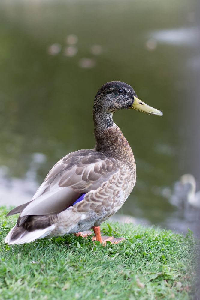 Фотография автора Алёна Подгорная