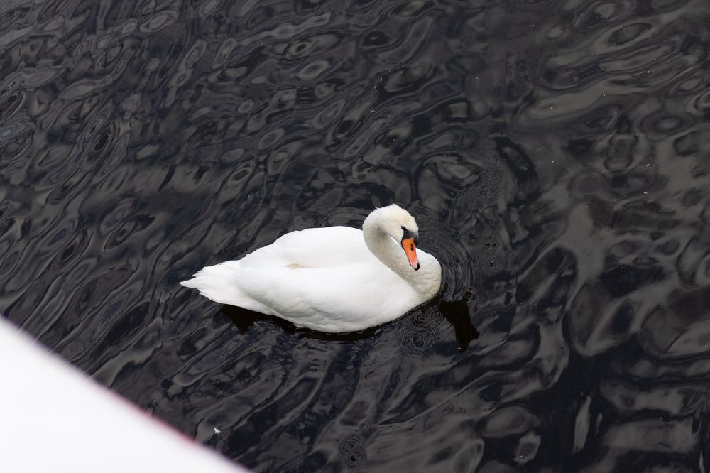 Фотография автора Алёна Подгорная