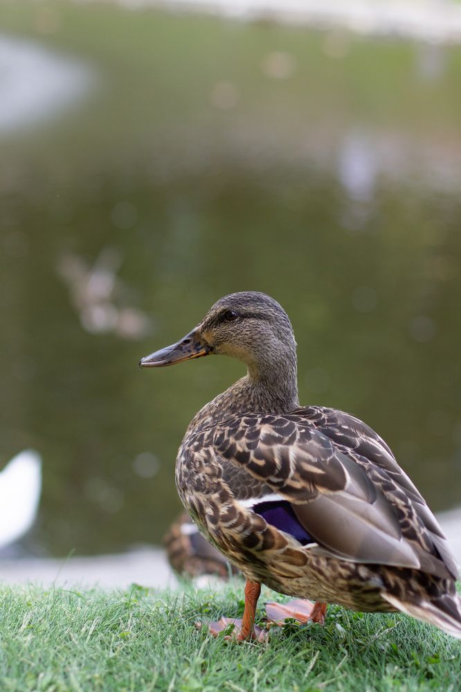 Фотография автора Алёна Подгорная
