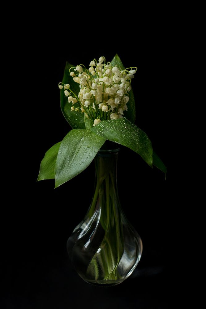 Фотография автора Елена Ельшина