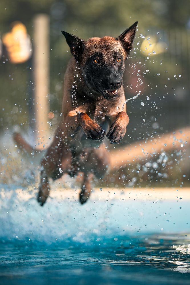 Фотография автора Mattia Gorno