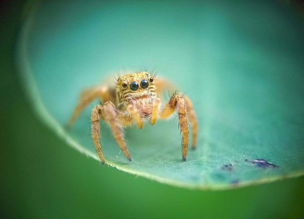 Photograph by Nader Rimon