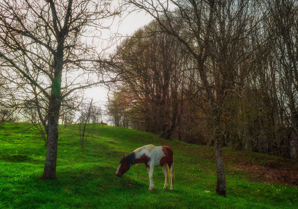 Фотография автора Асрян Севак