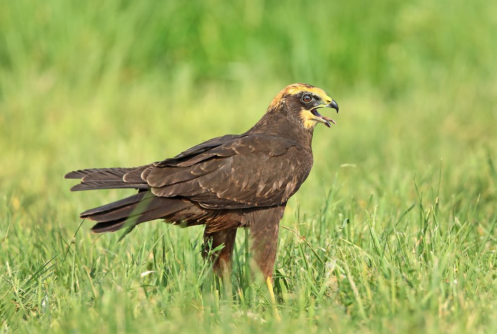 Фотография автора Александр Гусар