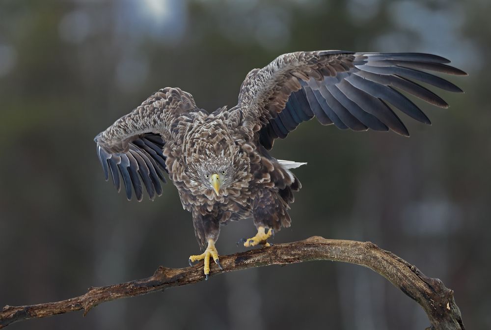 Фотография автора Александр Гусар