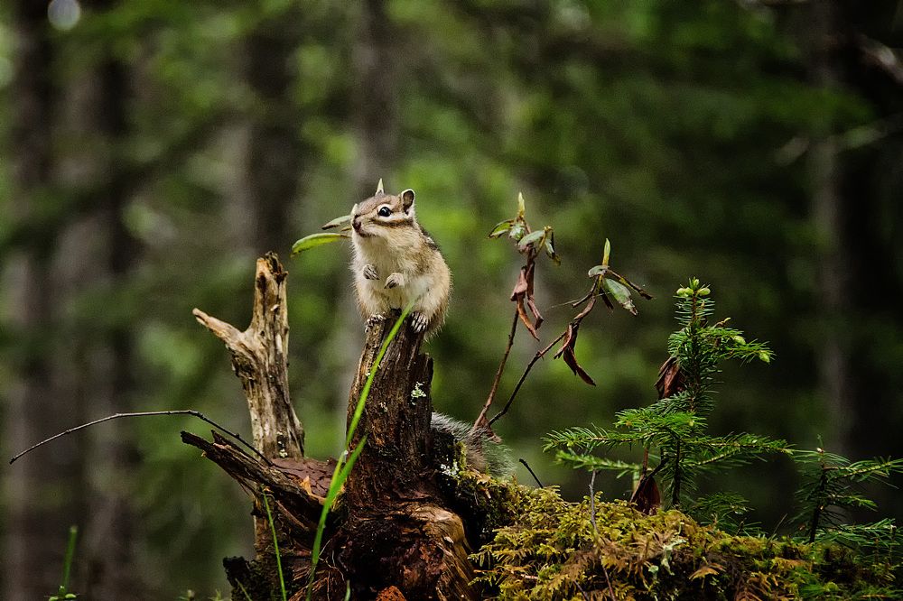 Photograph by Даниил Марков