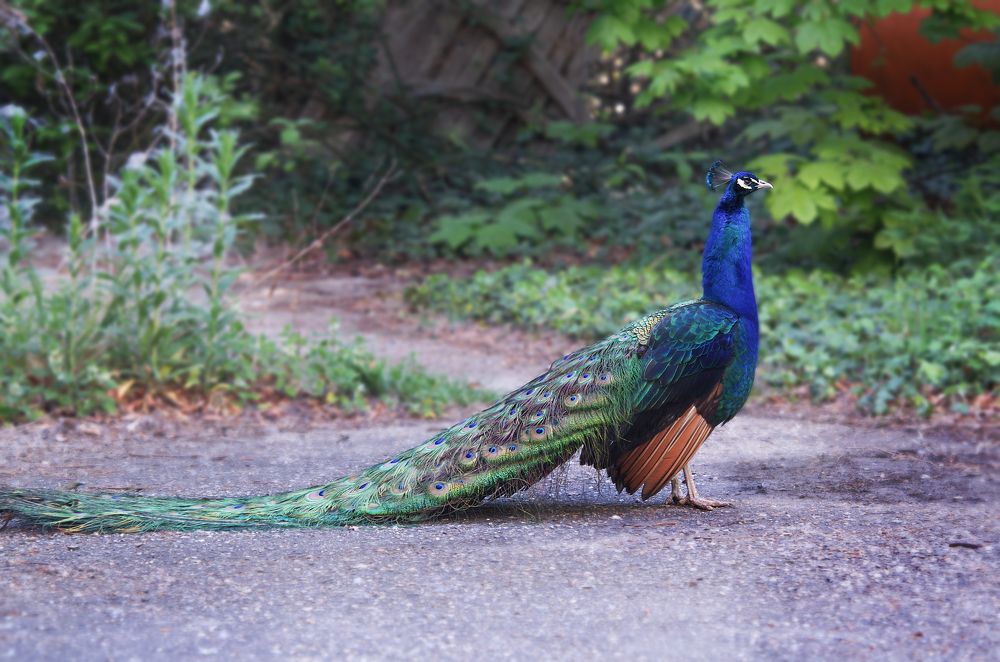 Фотография автора Андрей Неденко