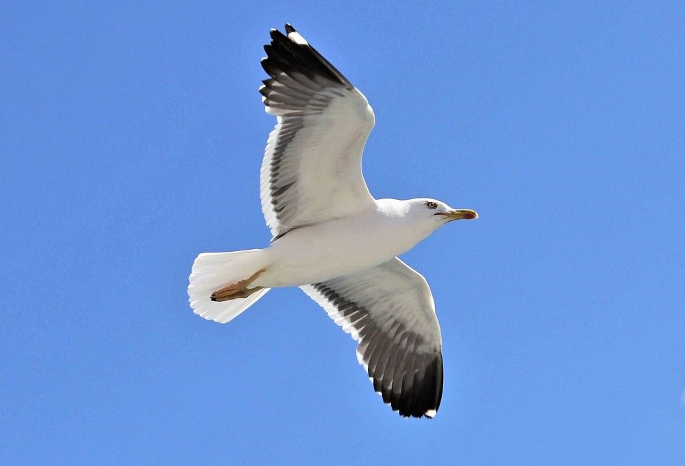 Photograph by Сергей Журавлев