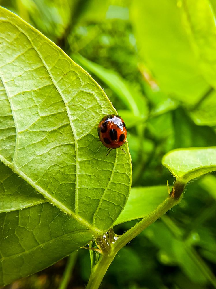 Ladybug