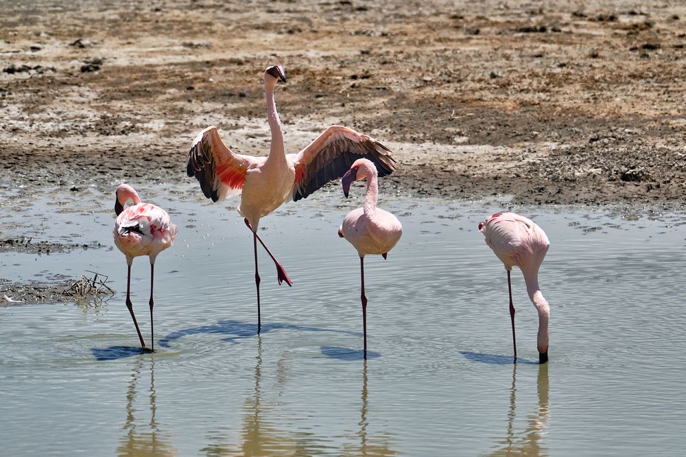 Фотография автора Ron Niv