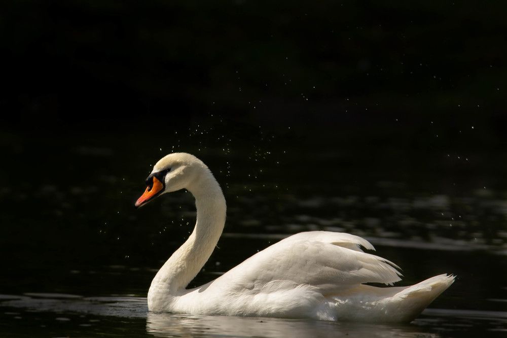 Photograph by Александра Баранова