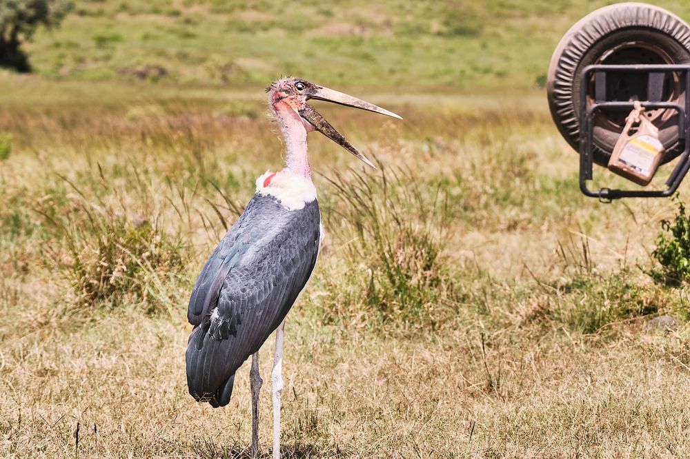 Фотография автора Ron Niv