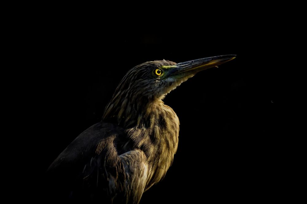 Photograph by Arnav Deshpande