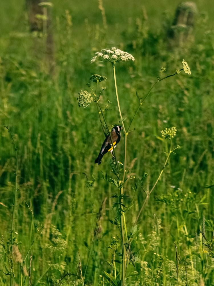 Photograph by Борис Челышев