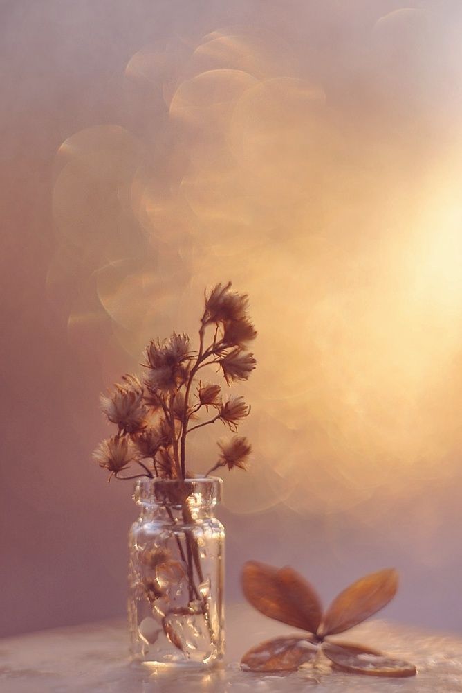 Фотография автора Анжелика