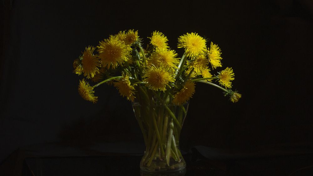 Одуванчики на темном фоне