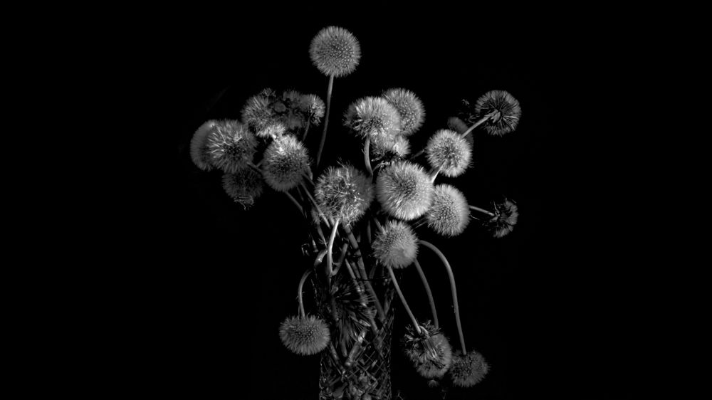 букет одуванчиков