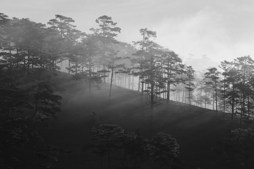 Photograph by Phong Đình