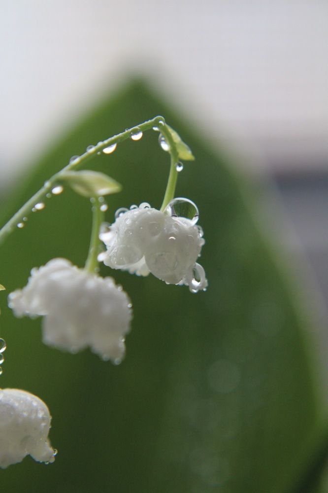 Photograph by Дарья