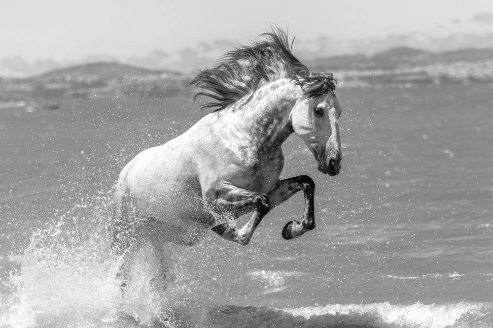 Photograph by Carlos Hernâni