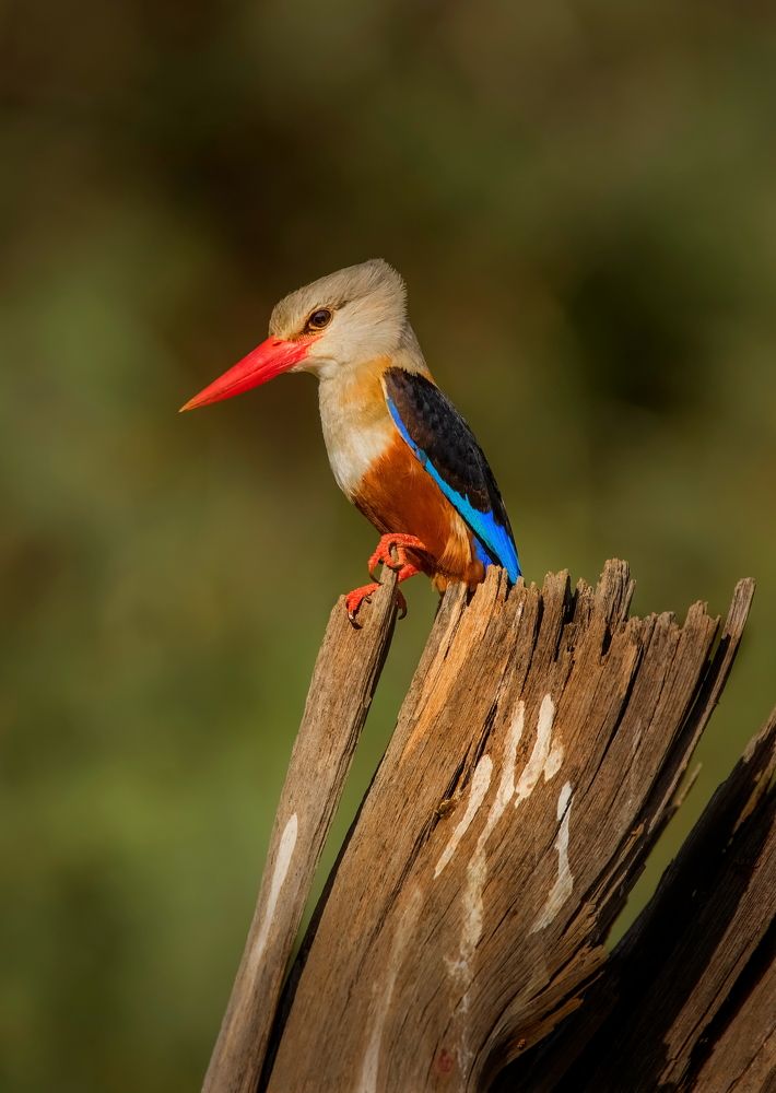 Photograph by THEODORE MATTAS