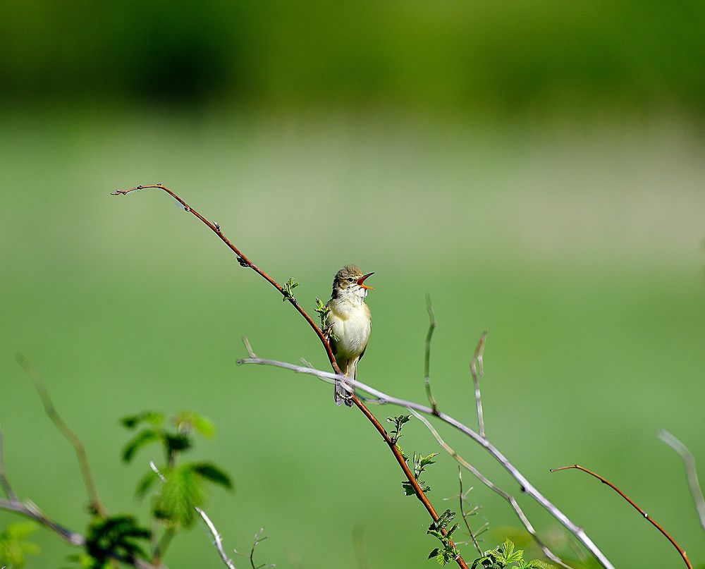 Photograph by Елена