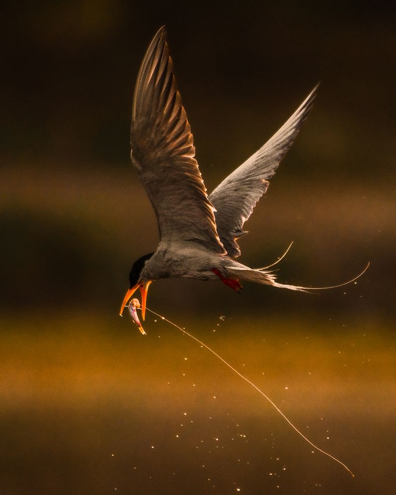 Photograph by Tushar Ambadkar