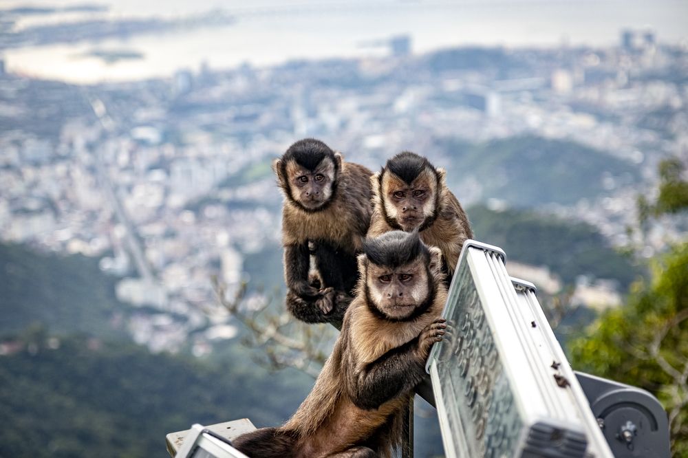 Expressions of Nature