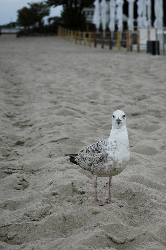 Photograph by Ирина Шпак