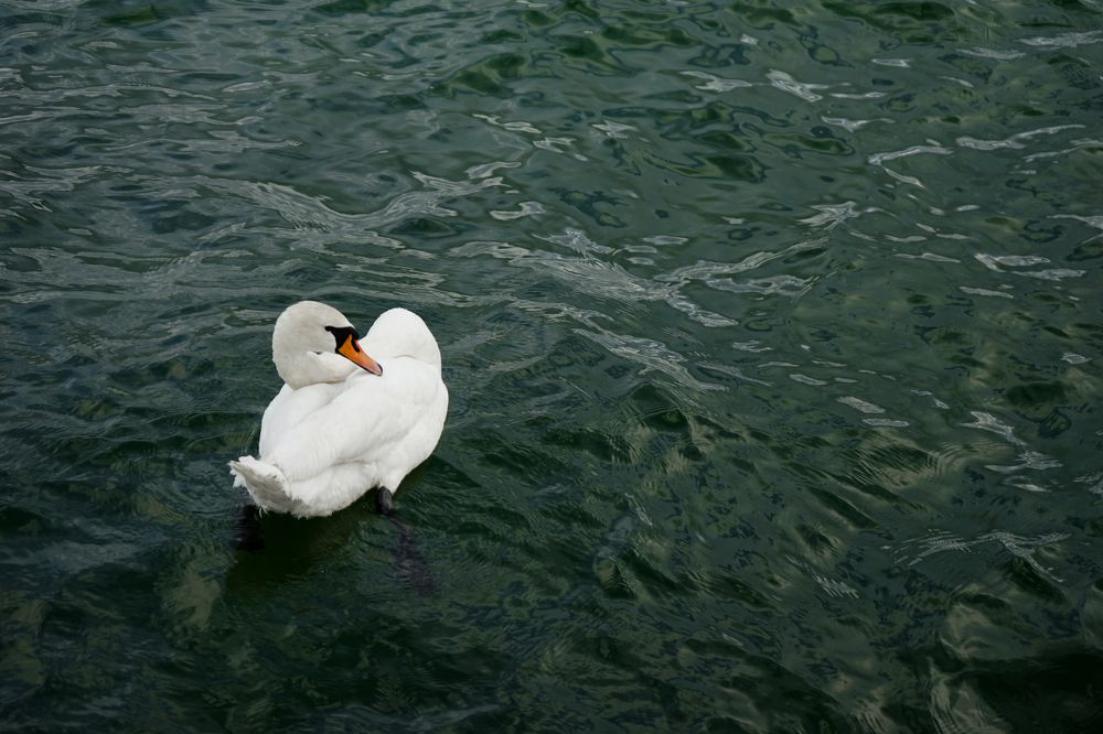 Photograph by Ирина Шпак