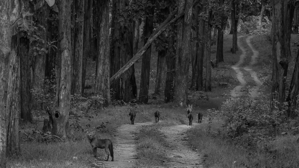 Photograph by Venkat Mangudi