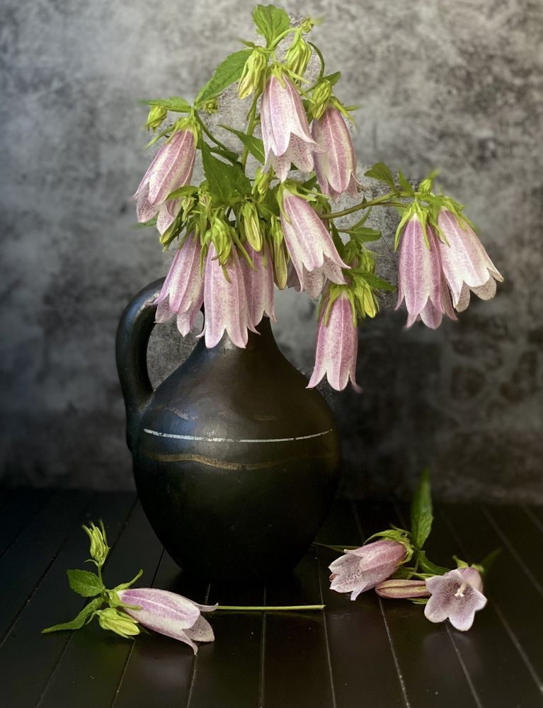 Колокольчики