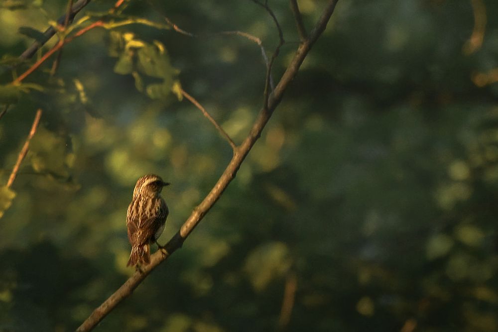 Photograph by Лариса Нечитайло