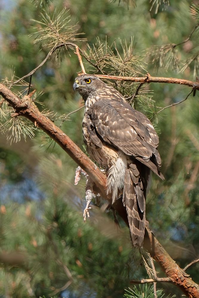 Photograph by Viktor Makarov