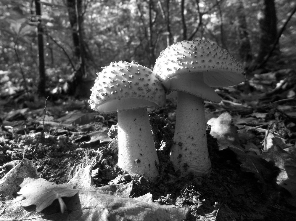 Photograph by Георги Колев