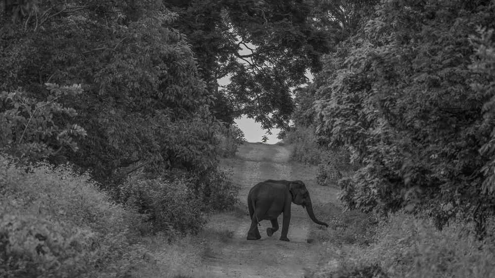 Photograph by Venkat Mangudi