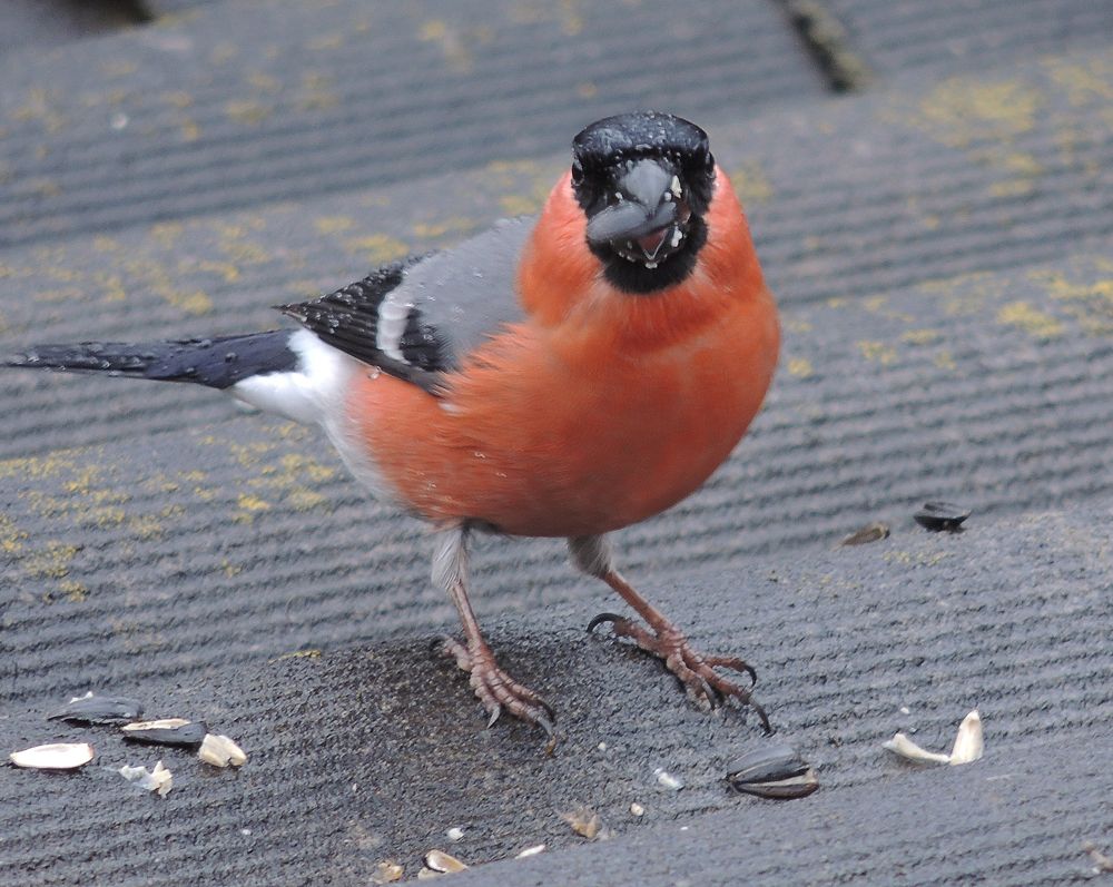 Photograph by  Vladimir