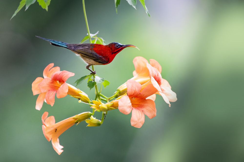 Photograph by Partha Chakraborty