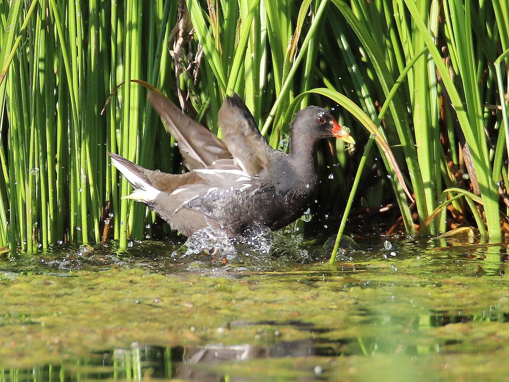 Кузнечик пойман