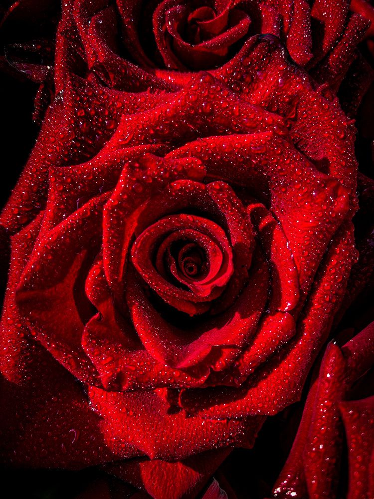 Photograph by Мария Каммерт