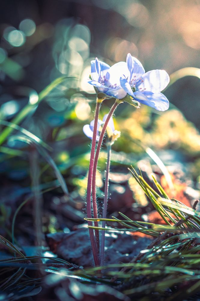 Photograph by Парфентьев Антон