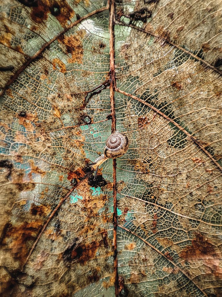 Partten macro