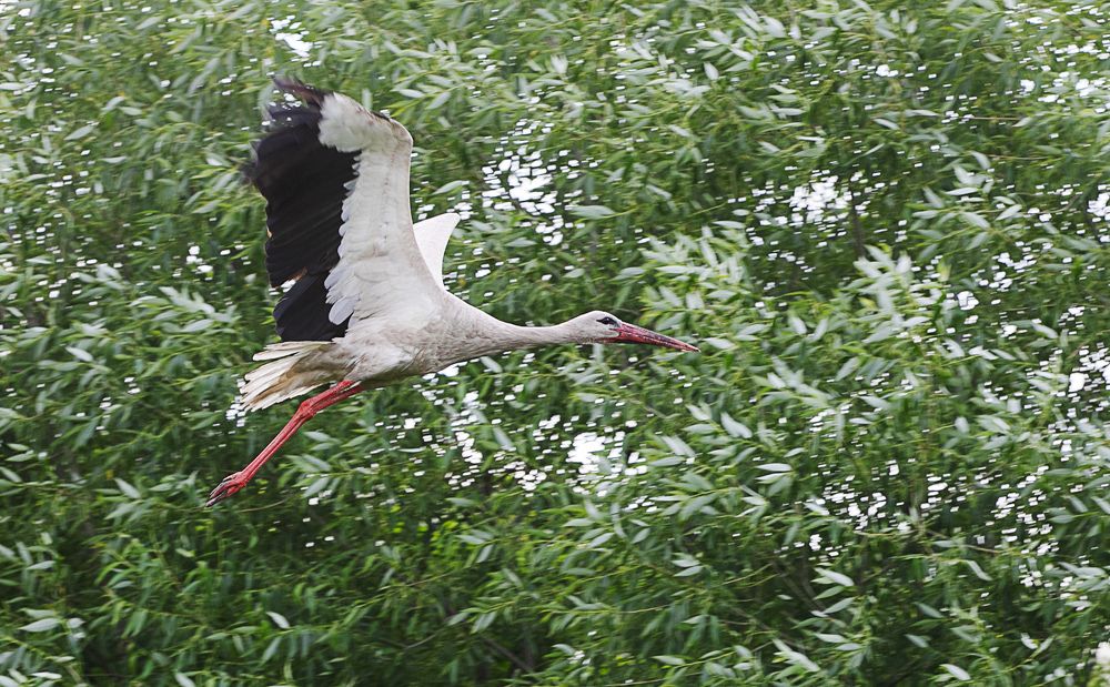 Photograph by Михаил Фенелонов