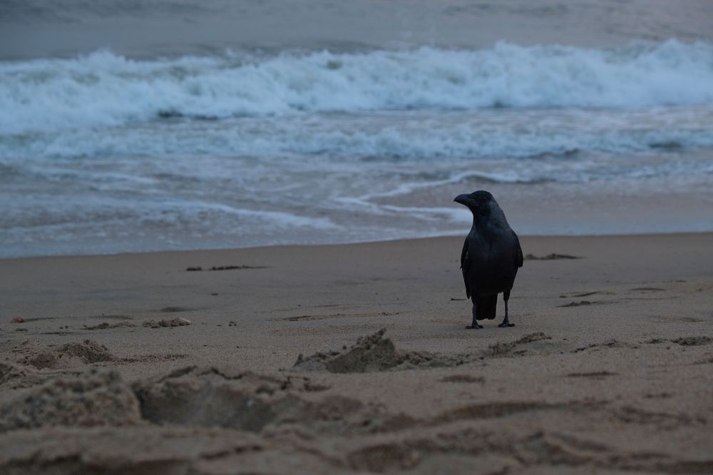 Photograph by Surendran Kalaivani