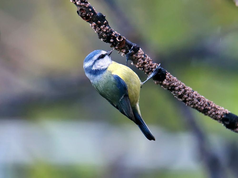 Photograph by Claudio Bonaccorsi