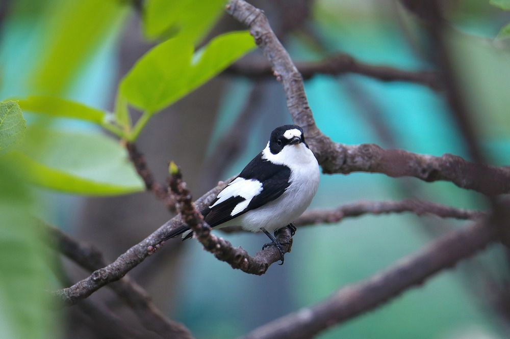 Photograph by Claudio Bonaccorsi